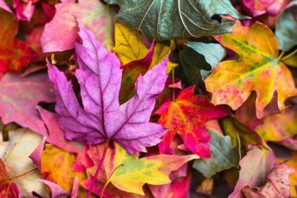 Seasonal Business: 5 Dates For Fall Marketing Ideas