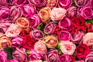 A mixture of roses for Valentine's Day. The Roses are red, pink, white and peach.