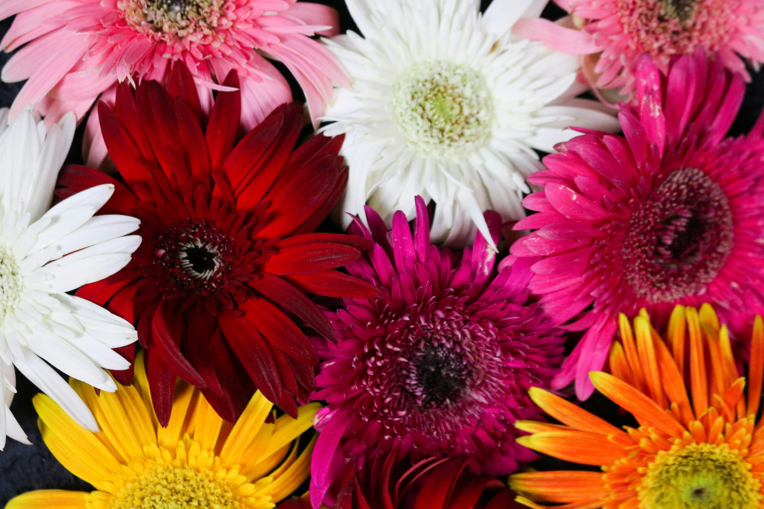 Bunch of brightly coloured flowers: red, pink, yellow and white.