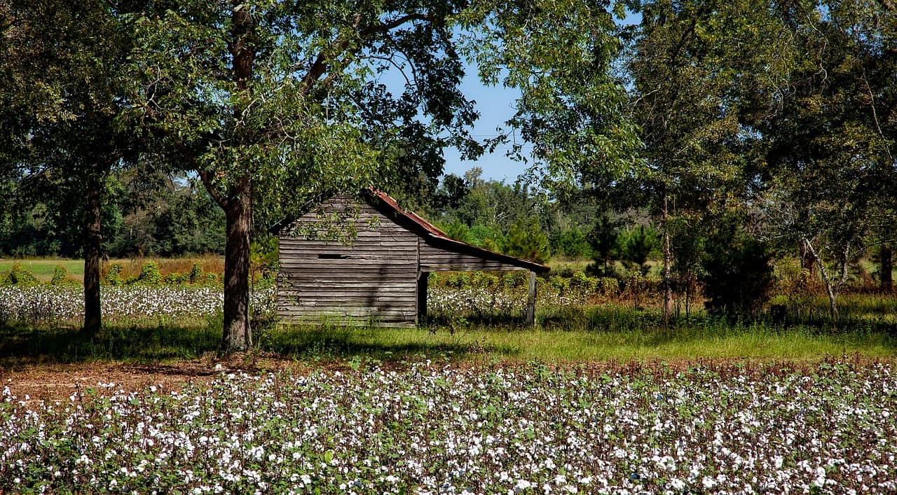 A cotton field in a smaller, local farm, with a shed