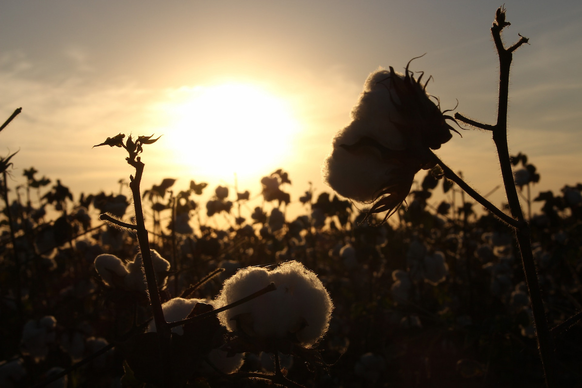 A cotton field at sunset