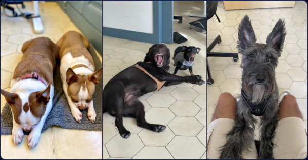 Meet the Top 5 Wordans Dogs