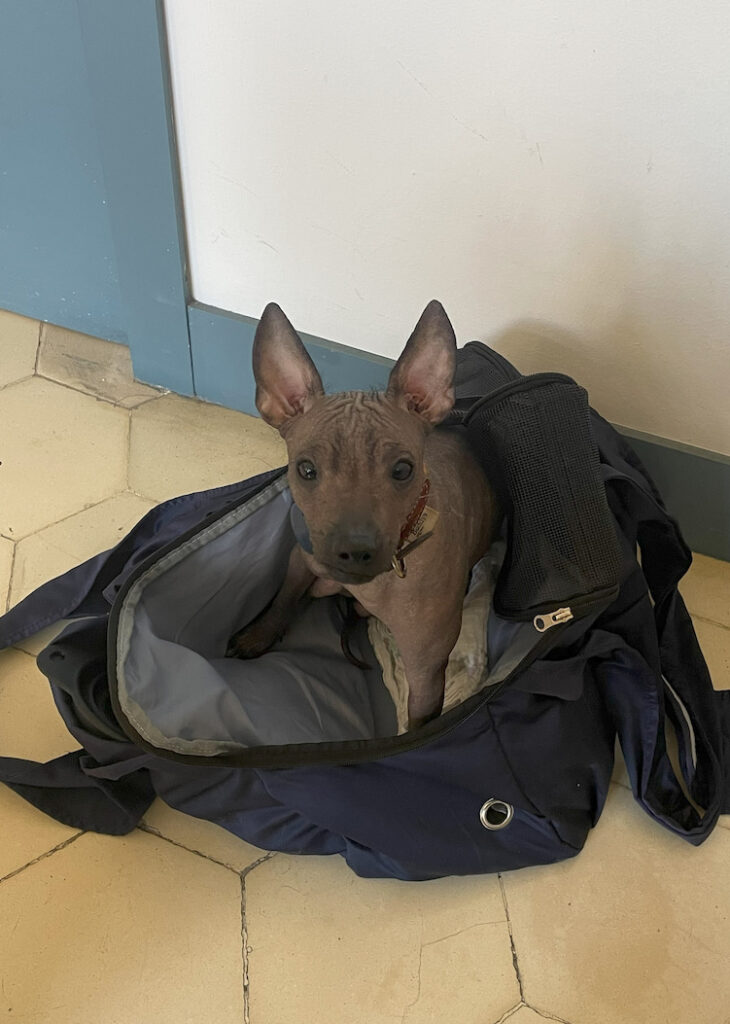 Lupito chilling out in his favorite bag