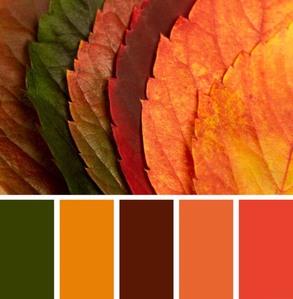 Discover Fall 2024’s Color Palette